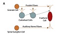 Cannabis, Cannabinoids and Tinnitus