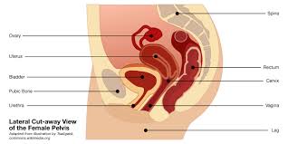 The Urethrovaginal Gland, Amrita & Amritasis: Cultural and Medical Background