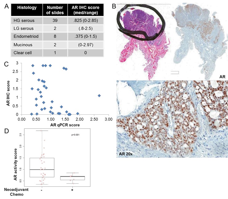 Androgen Receptor and PI3K Pathway Activity in Ovarian Cancer