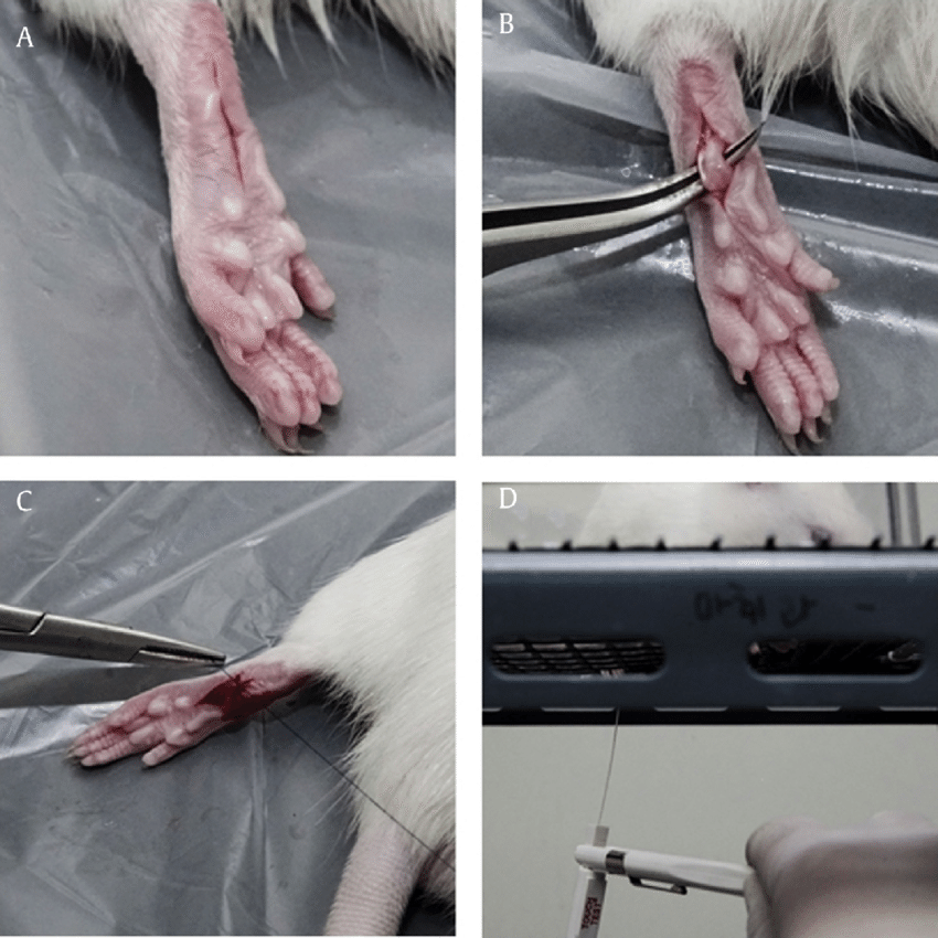 Validation of a Gottingen Minipig Model of Post-Operative Incisional Pain