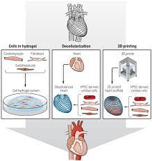 Activation of P53 Via Nutlin-3a Reveals Role for P53 In ROS Signaling During Cardiac Differentiation of hiPSCs