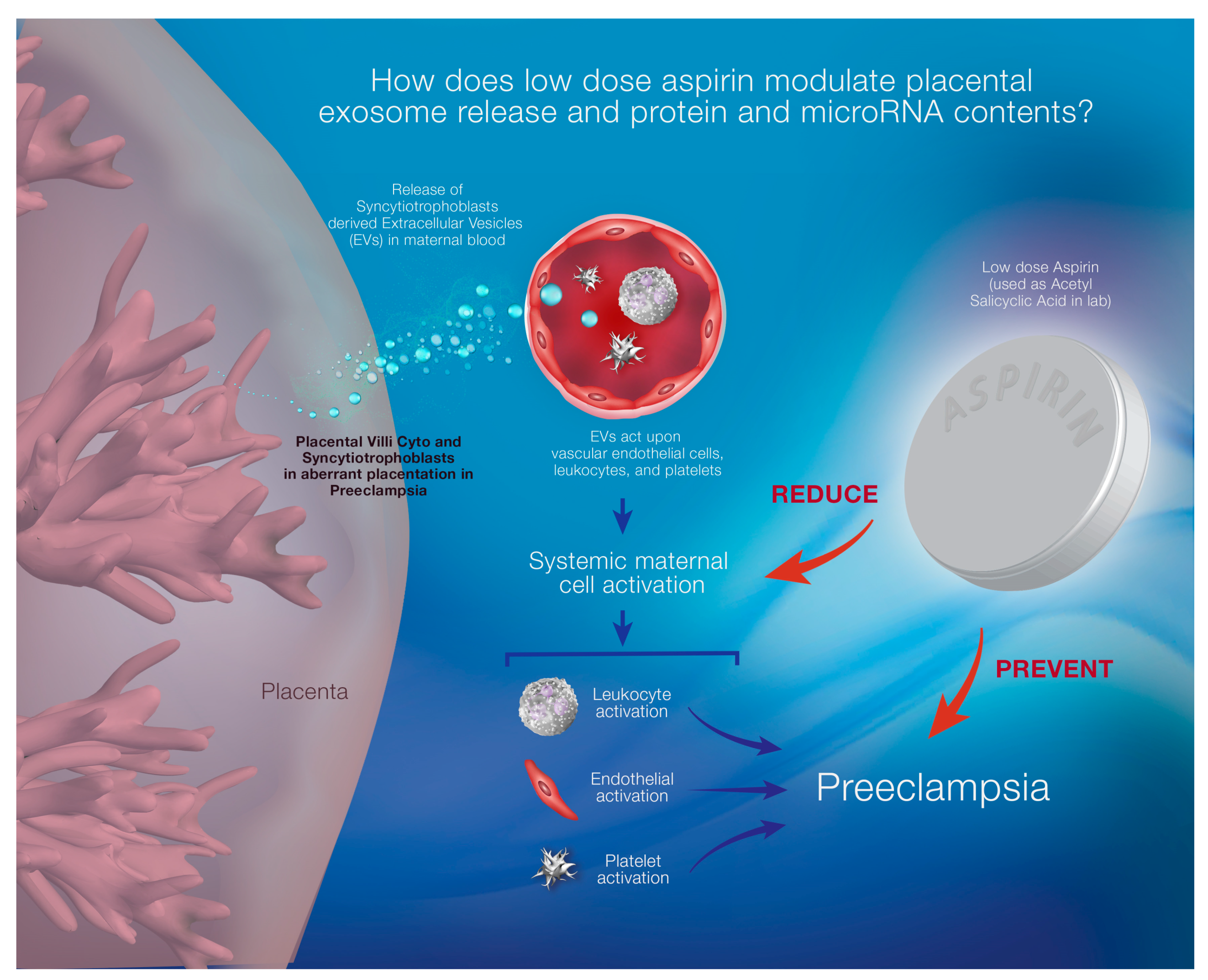 Vitamin D Status During Pregnancy at High Risk of Placenta-Mediated Complications: Angiopred VITAD Study