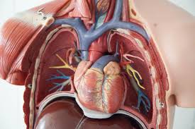 A Preliminary Cost-Effectiveness Analysis of Low Dose Rivaroxaban Versus Placebo for the Prevention of Stroke and Cognitive Impairment in Non-Valvular Atrial Fibrillation Patients at Low Risk of Stroke