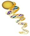 Optimum-time, Optimum-space, Algorithms for k-mer Analysis of Whole Genome Sequences